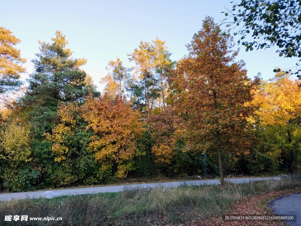 秋日林间蜿蜒小路美景