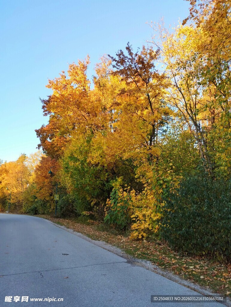 秋日林间公路美景