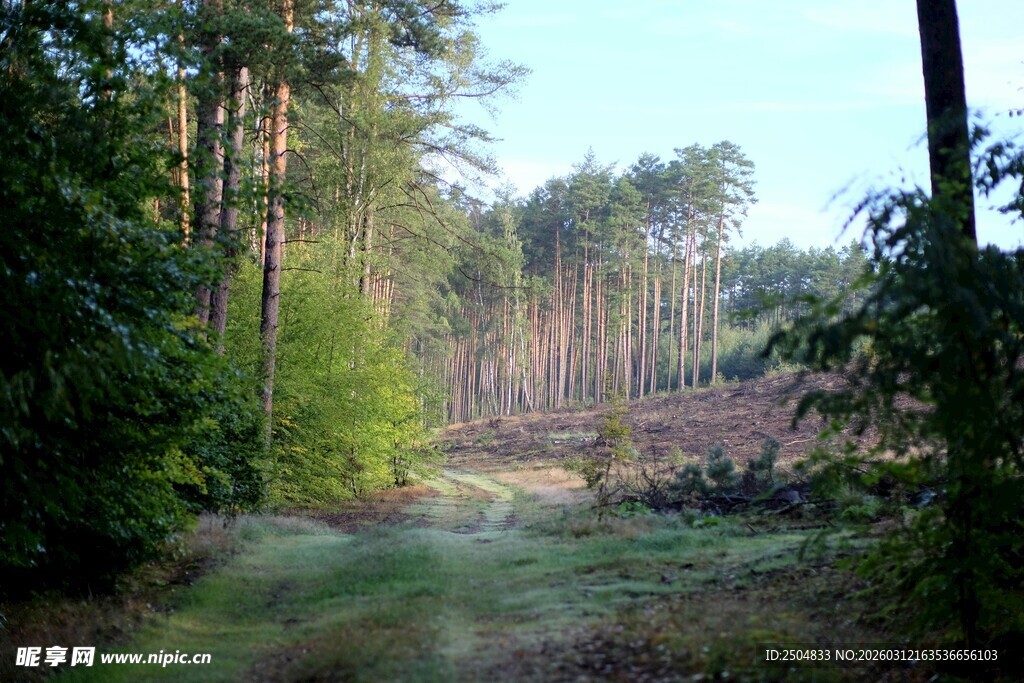 林间开阔地风景
