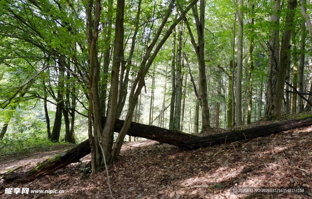 静谧森林中的光影景致