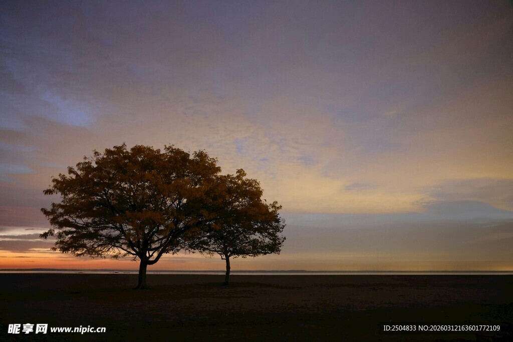 黄昏下孤独的大树