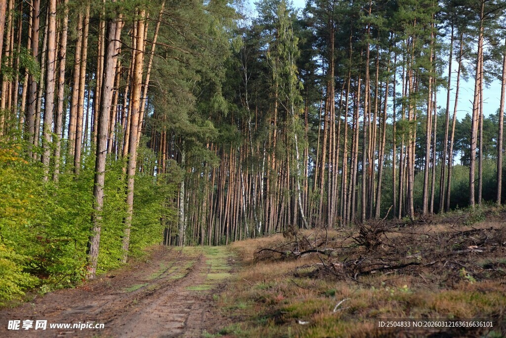 林间小道 秋日森林美景