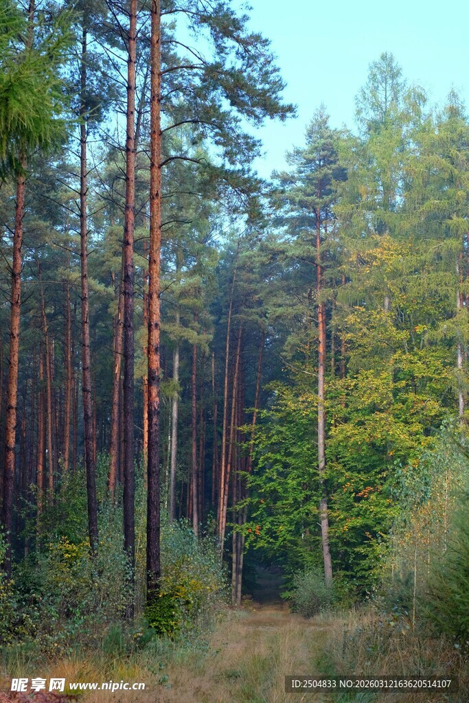 秋日静谧森林小径