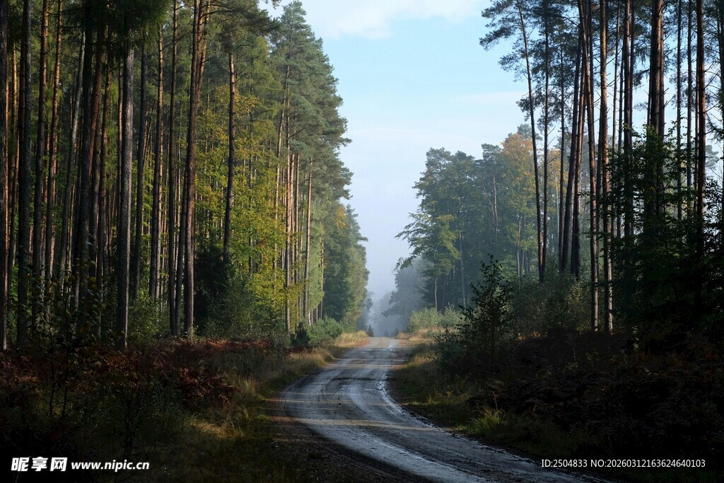 林间蜿蜒小路 静谧风光