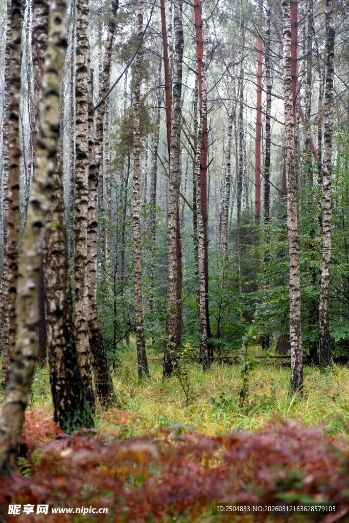 秋日白桦林 静谧森林景象