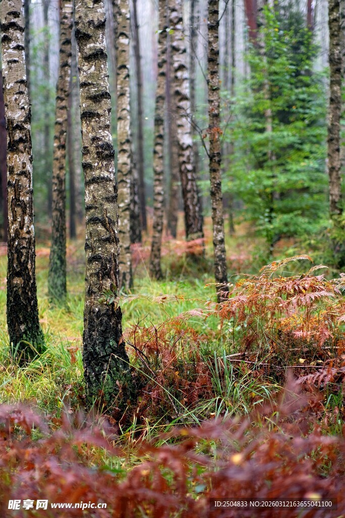 秋日桦树林间的斑斓美景