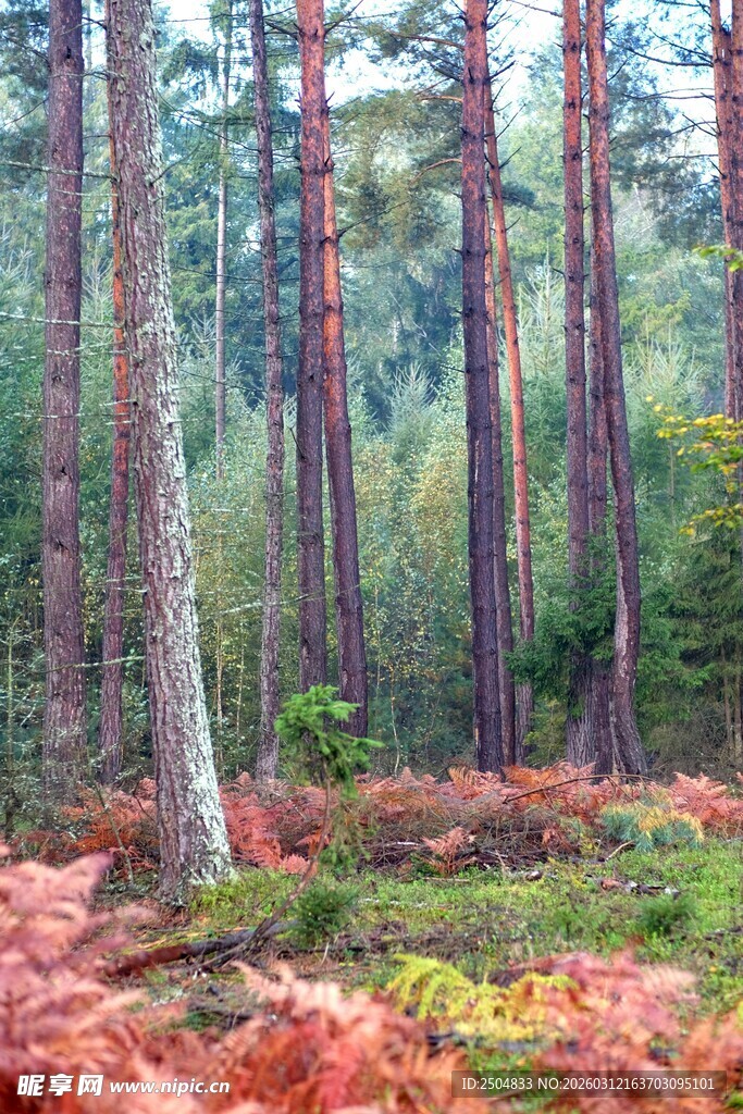 秋日森林美景