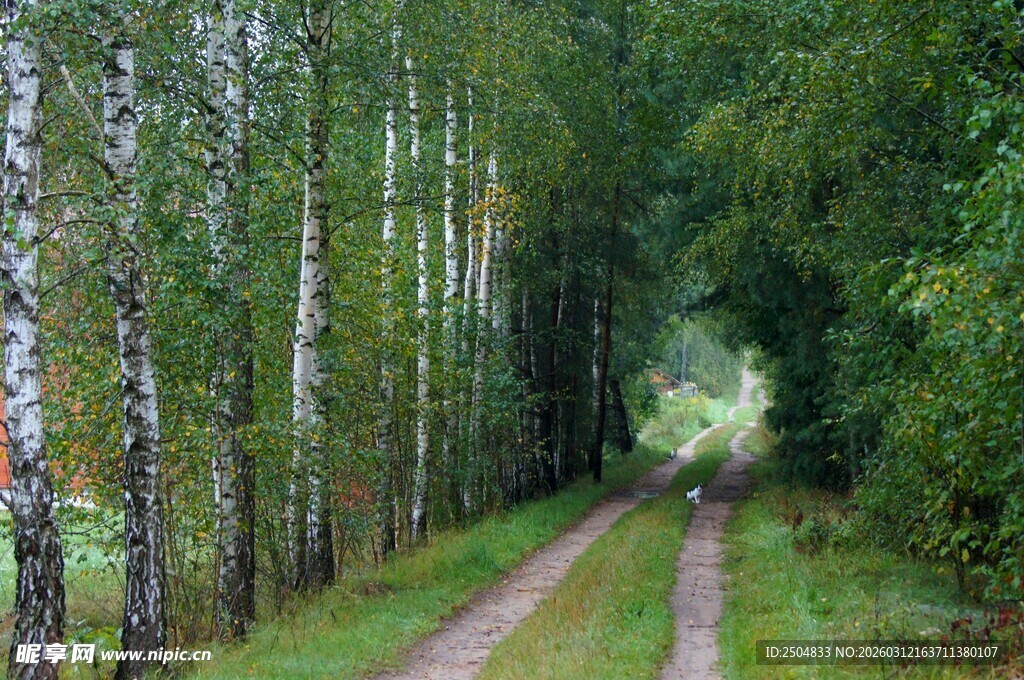 林间小道 漫步自然之境