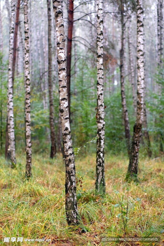 雾中白桦林的静谧景致