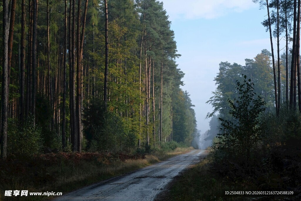 林间蜿蜒小路 静谧之景