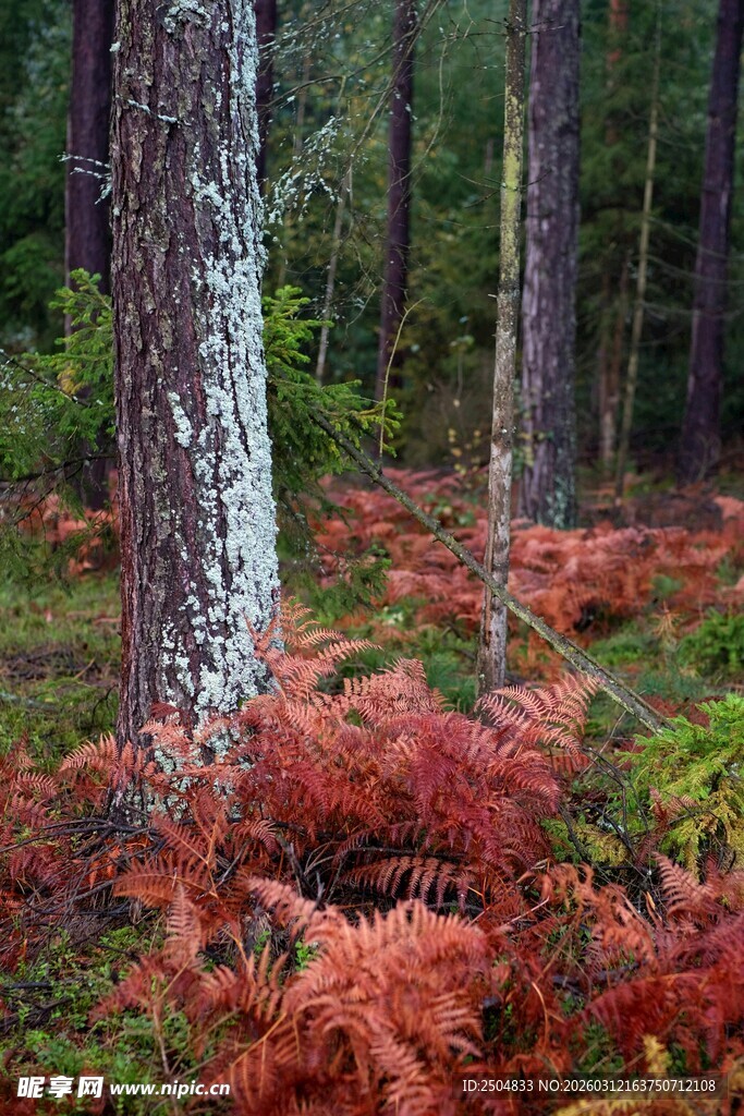 秋日森林中绚烂的红蕨景观