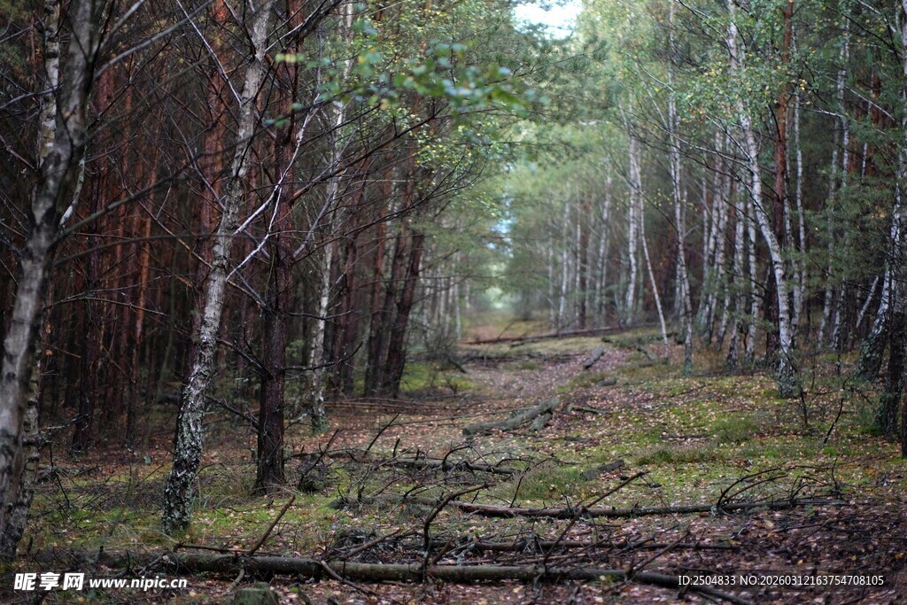 林间漫步小径 静谧森林景