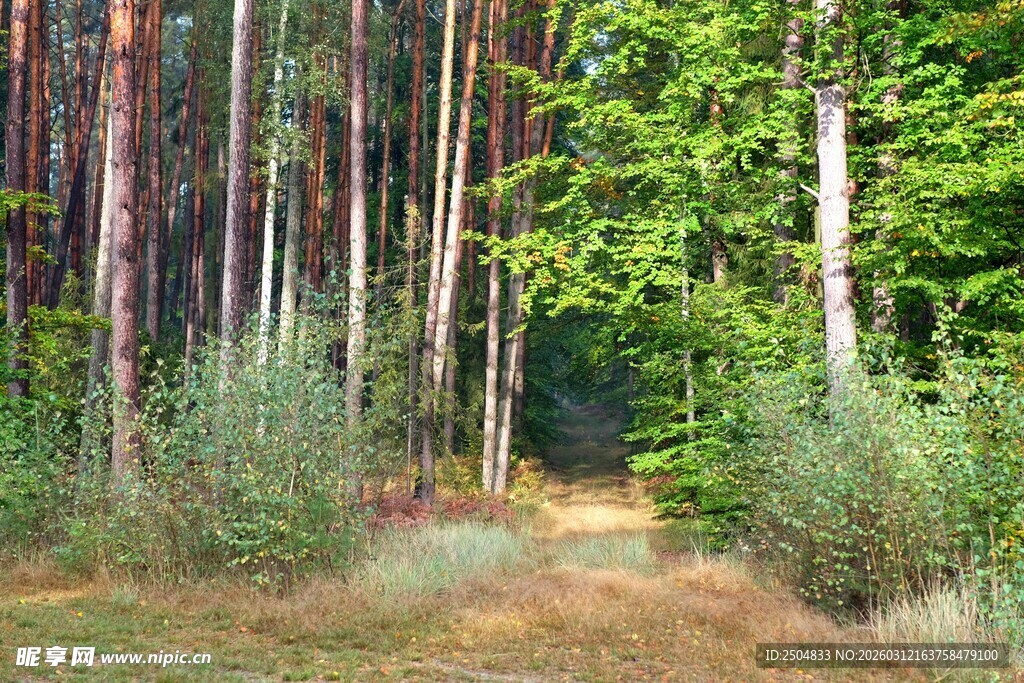林间小径 自然清新景致