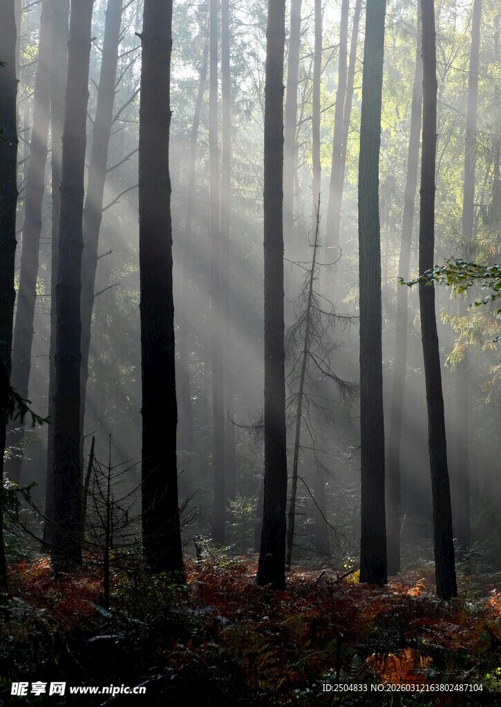晨雾中的静谧森林
