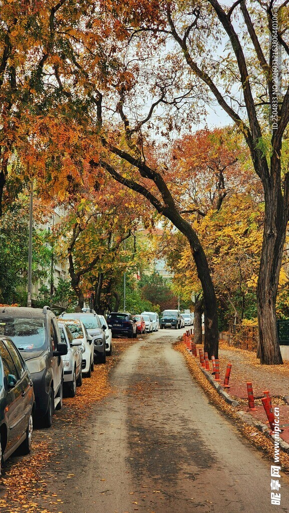 秋日街道落叶与停放车辆