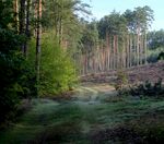 林间开阔地 绿意盎然之景