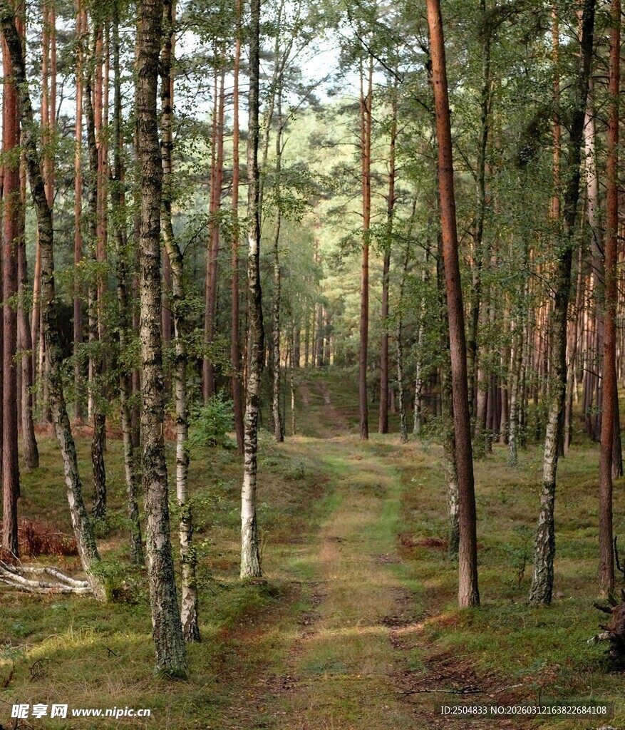 林间幽径 静谧森林风光
