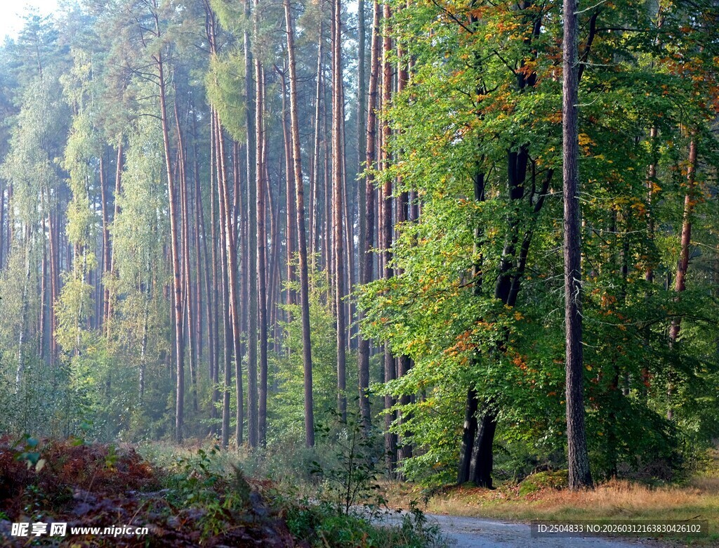 林间晨景 静谧森林之路