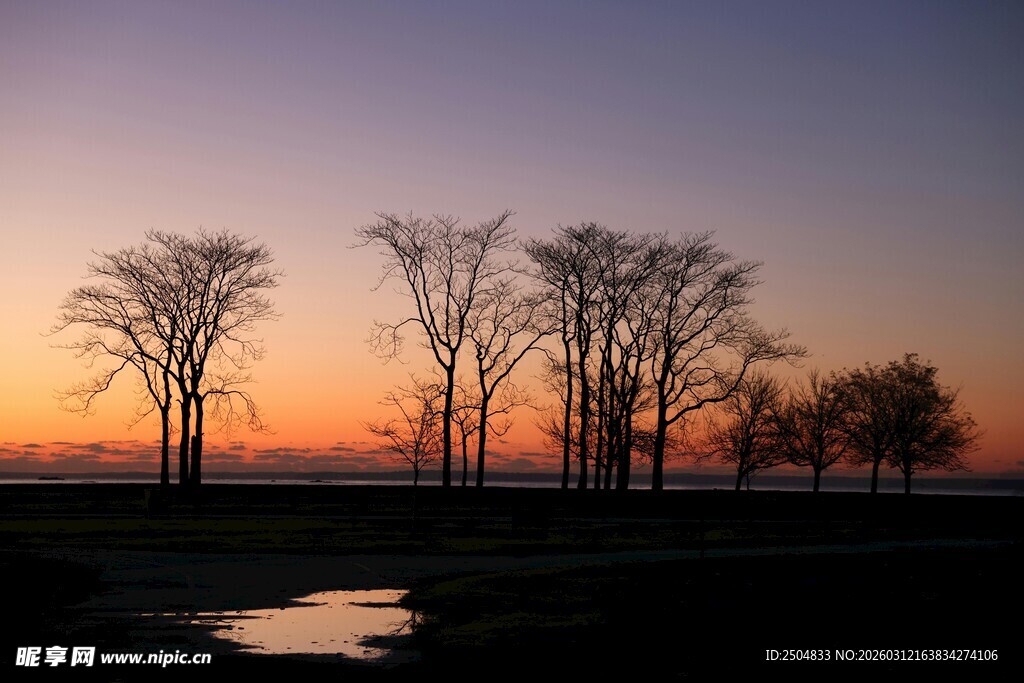 黄昏田野树木与积水景观