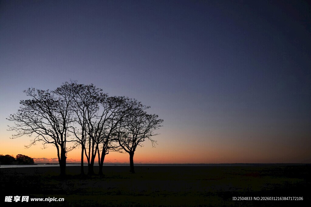 黄昏下的孤独树木