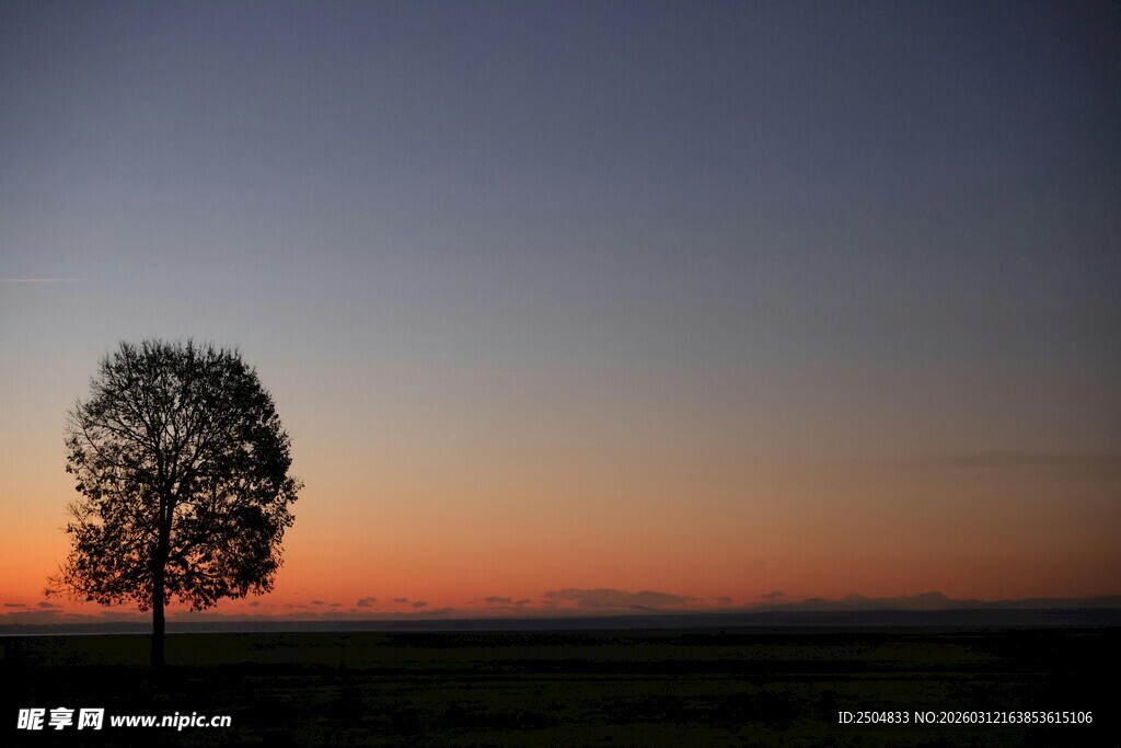 夕阳下的孤独树