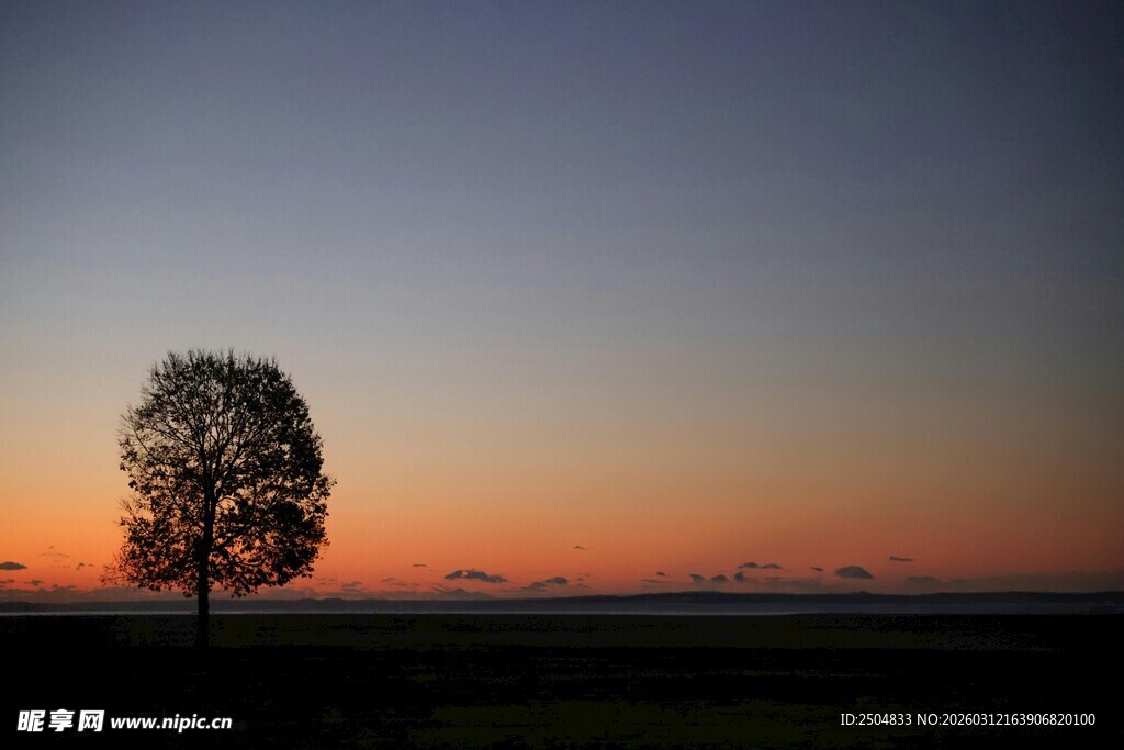 夕阳下的孤树美景