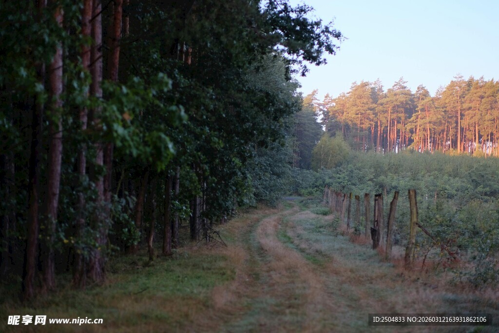 林间土路 静谧自然之景