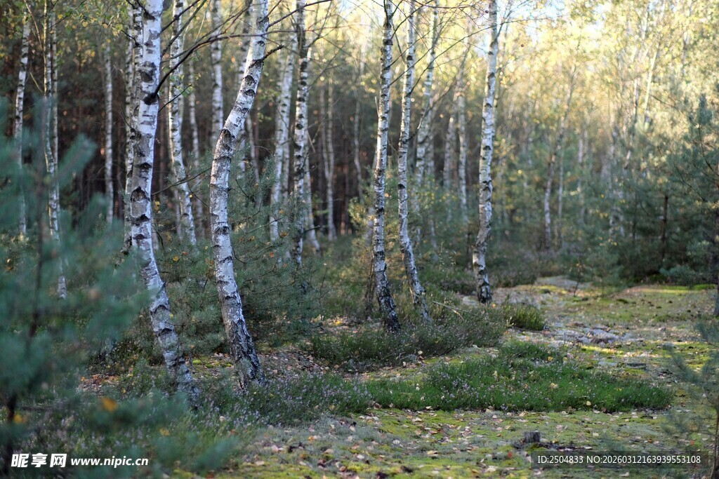 秋日白桦林风景