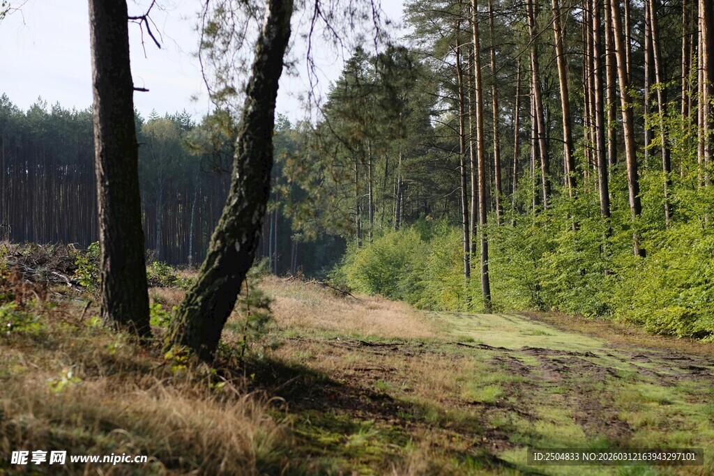 林间小径 静谧森林风光