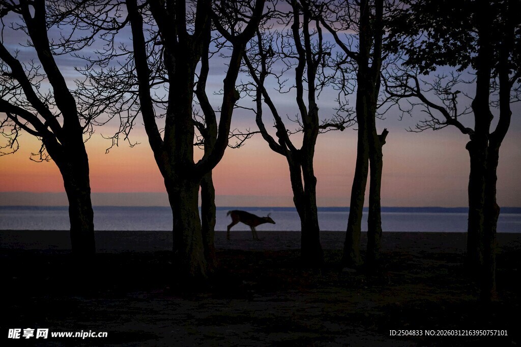 黄昏林边的孤马剪影