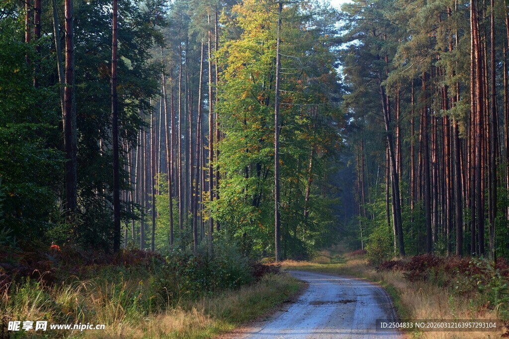 林间小道 秋日森林美景