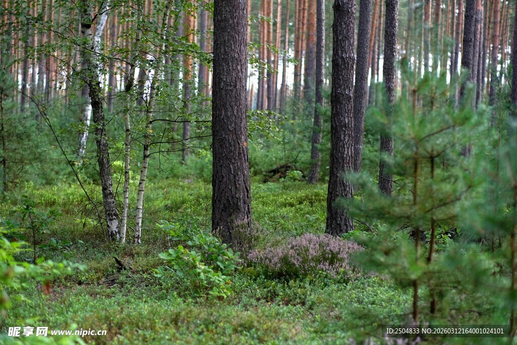 茂密森林中的绿植景观