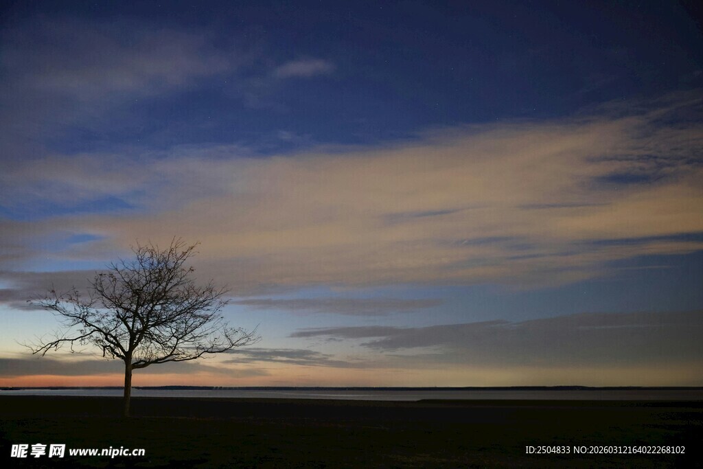 黄昏旷野中的孤独树木