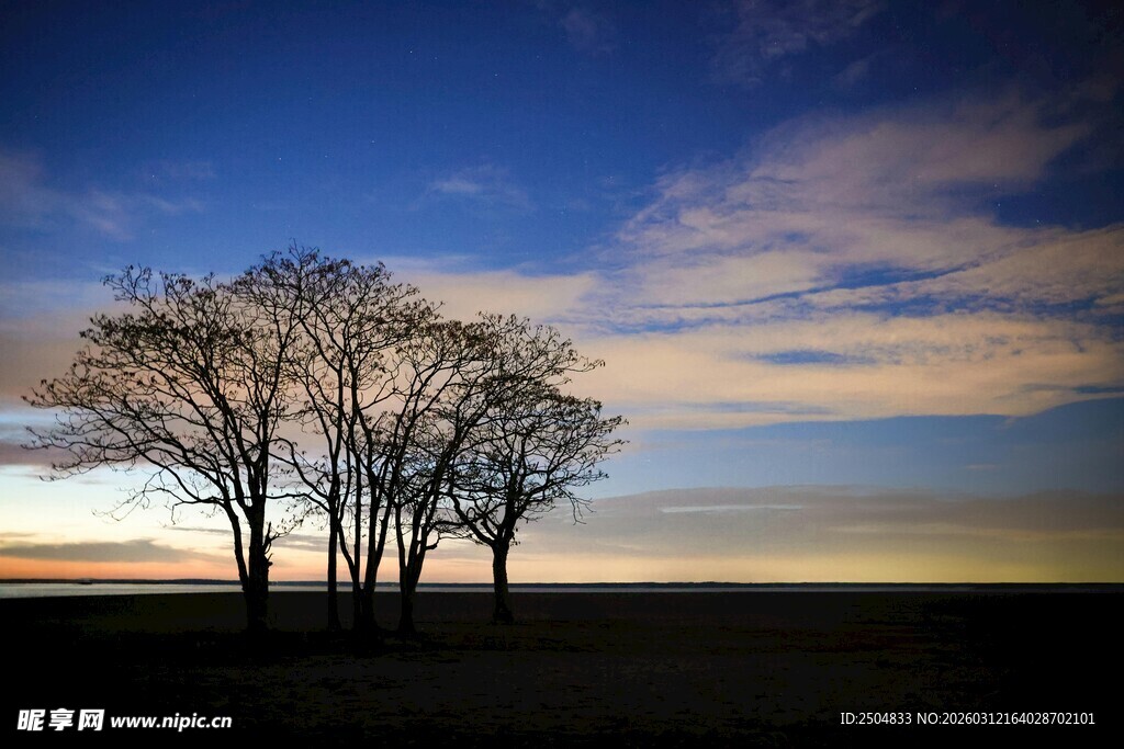 黄昏下的孤独树木景观