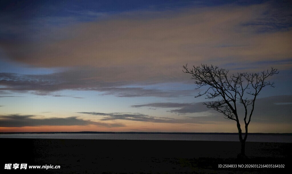 黄昏旷野中的孤独树木