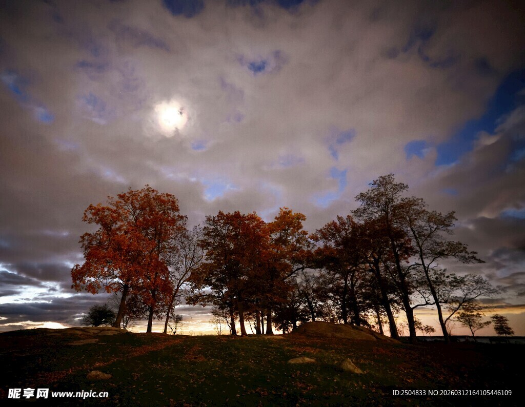 月夜下的多彩树林