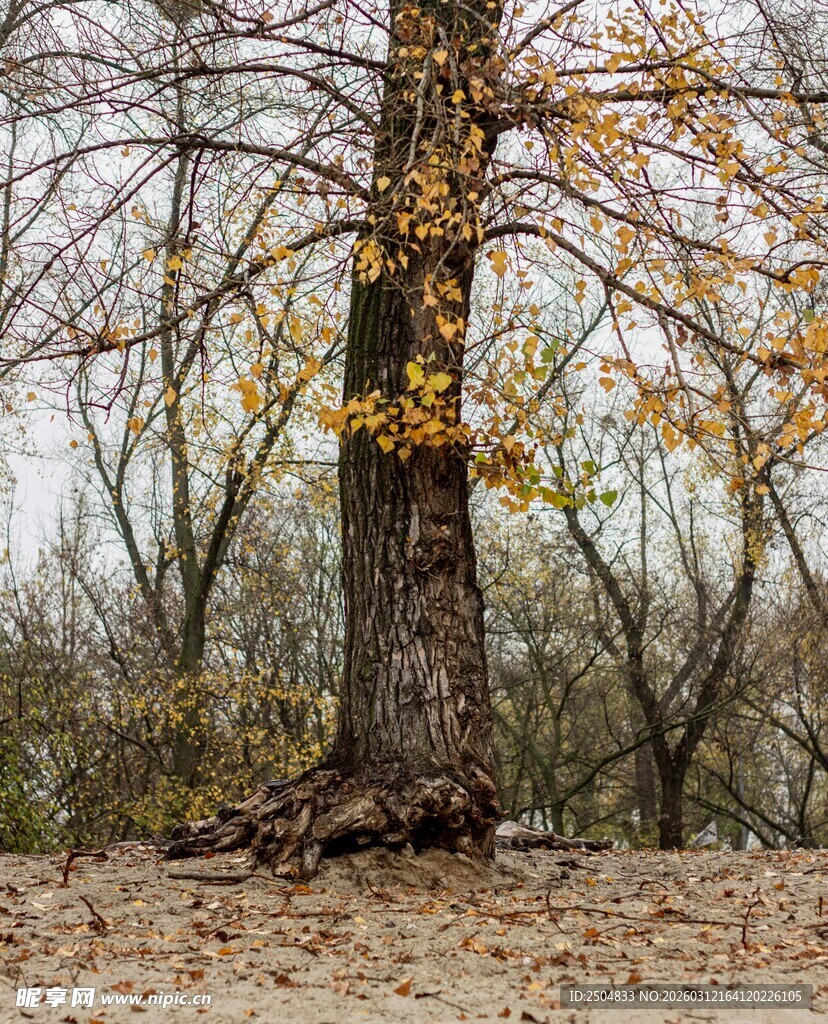 秋日孤树 落叶铺地
