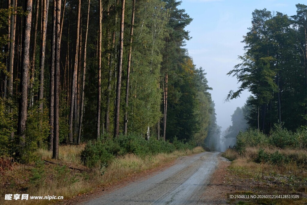 林间蜿蜒小路 静谧森林景