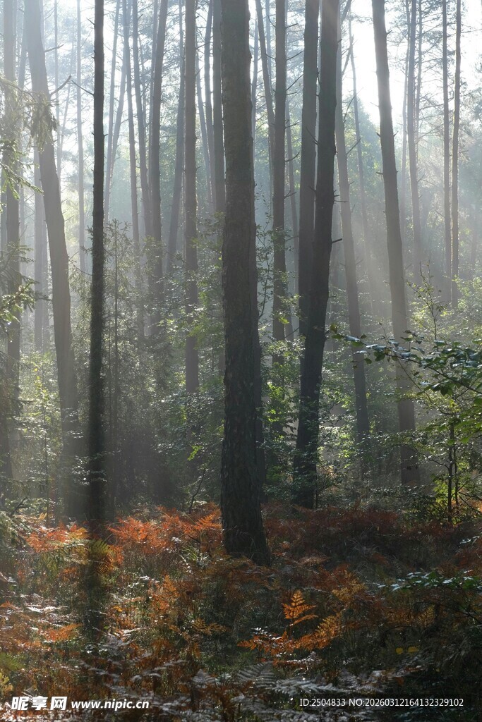 阳光穿透森林的静谧画面