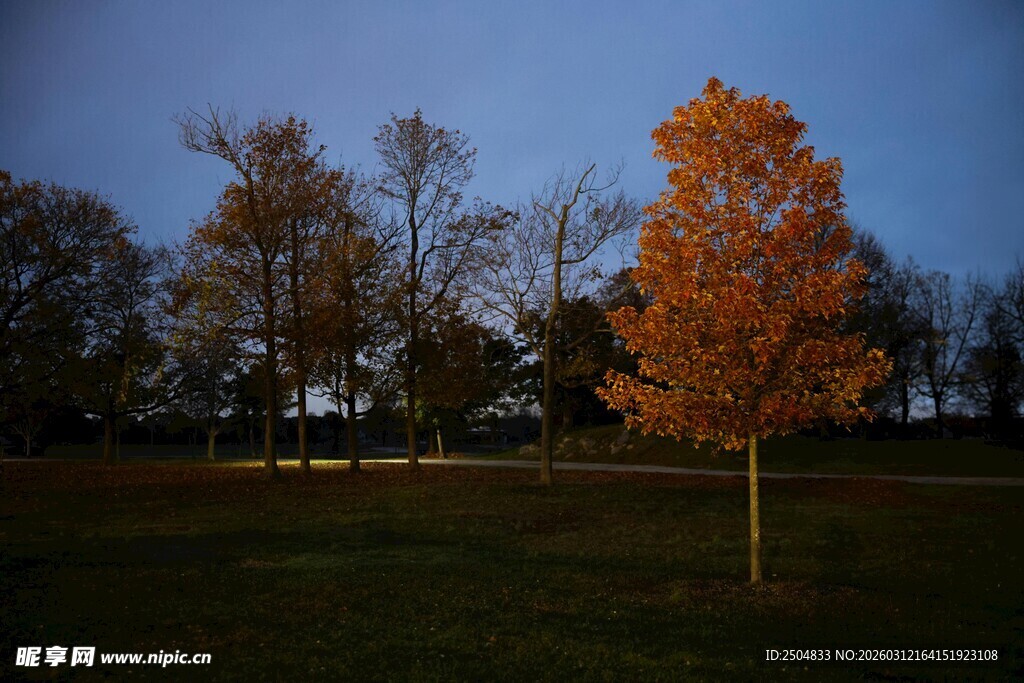 秋夜独树 斑斓夜色美景