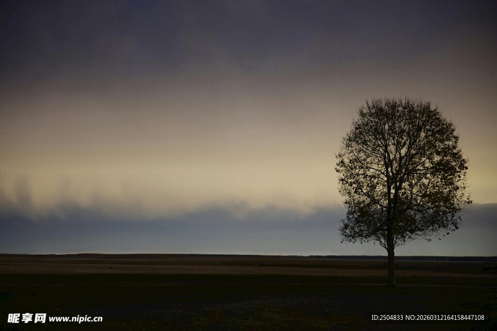 旷野孤树 暮色中的静谧