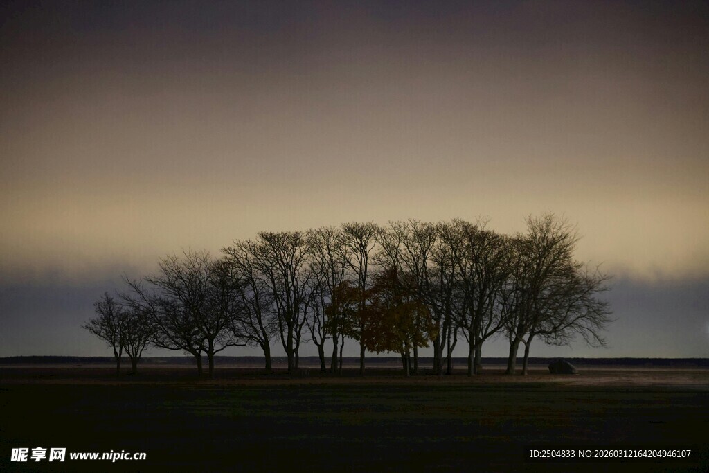 黄昏下的树木景观