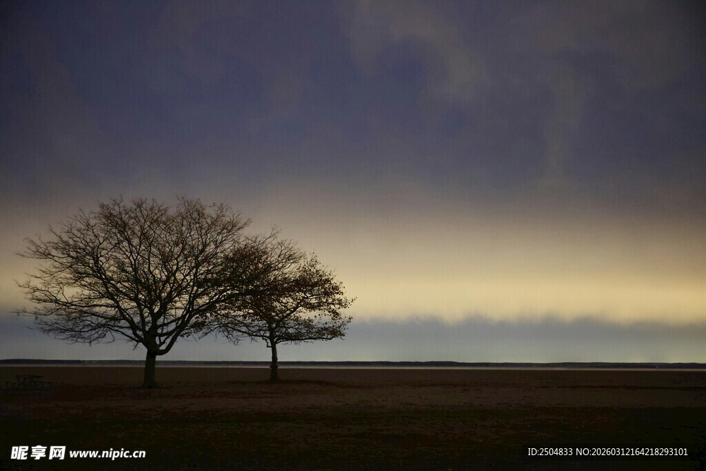 旷野孤树 暮色中的静谧景象