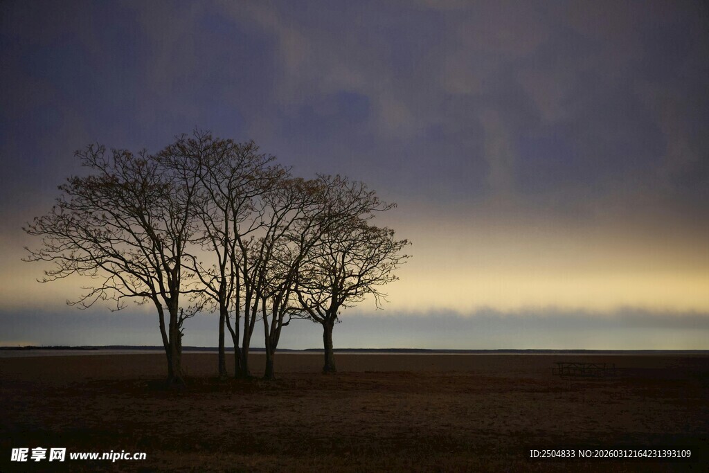 旷野孤树 暮色中的静谧景象