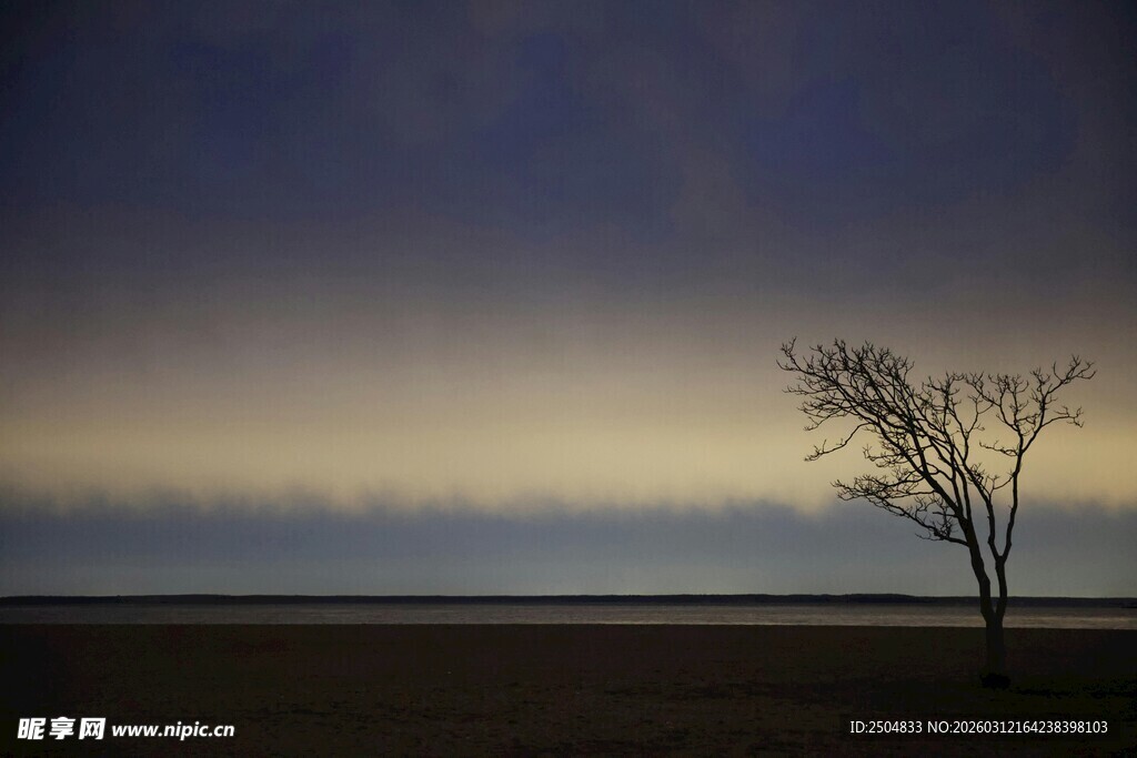 旷野孤树 黄昏静谧之景