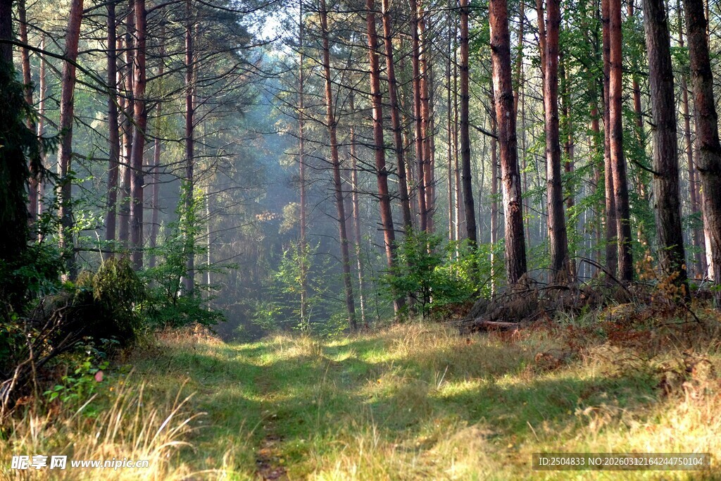 林间阳光洒落的静谧小道