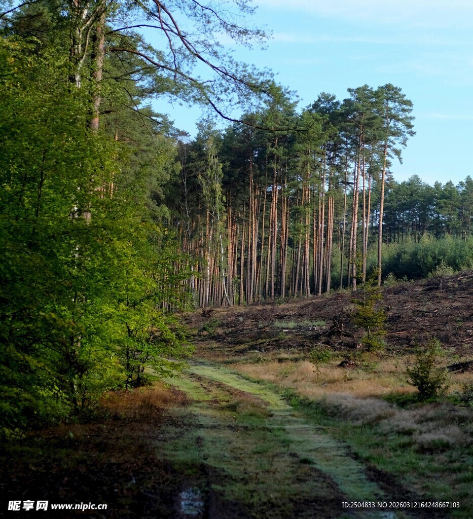 林间小道 静谧森林风光