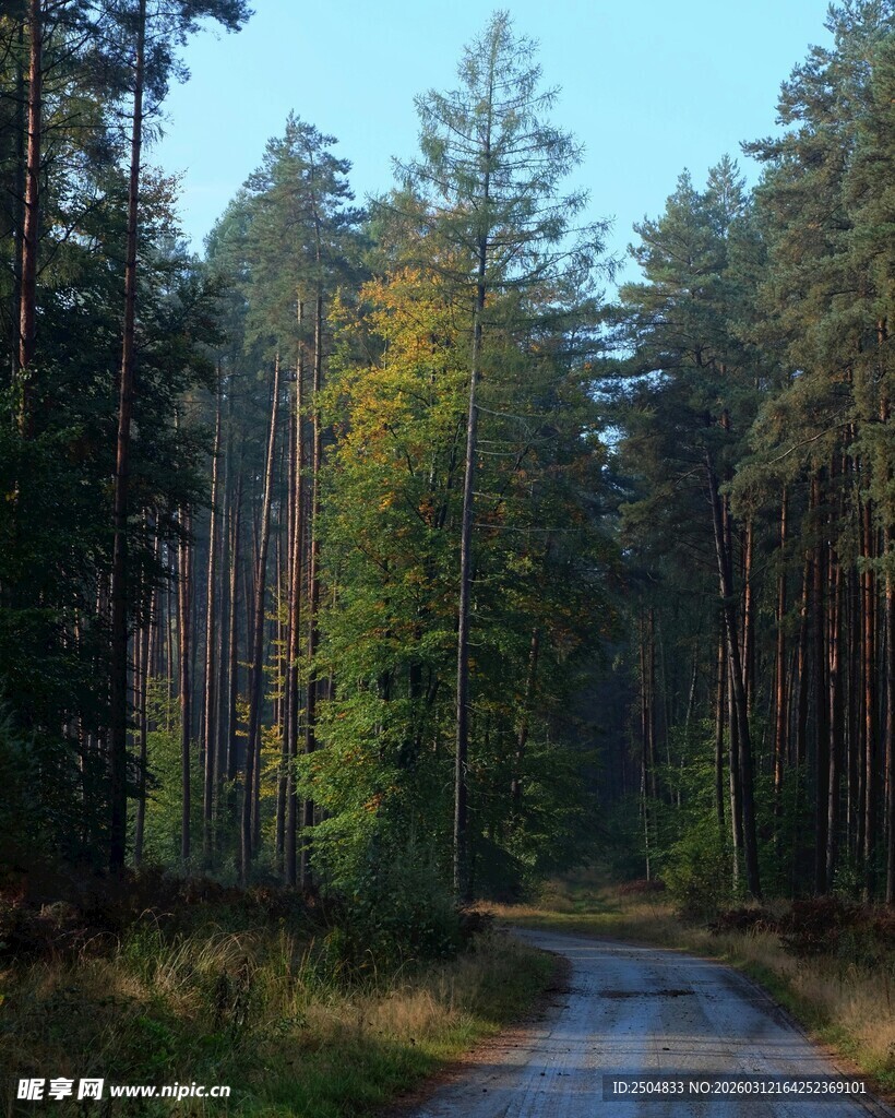 林间小路 静谧森林美景