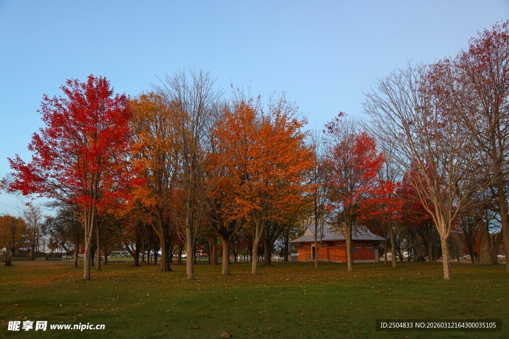 秋日多彩树林美景