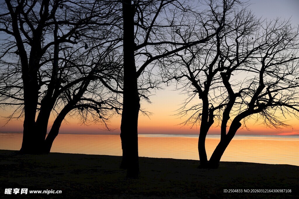 日落时分的树林美景